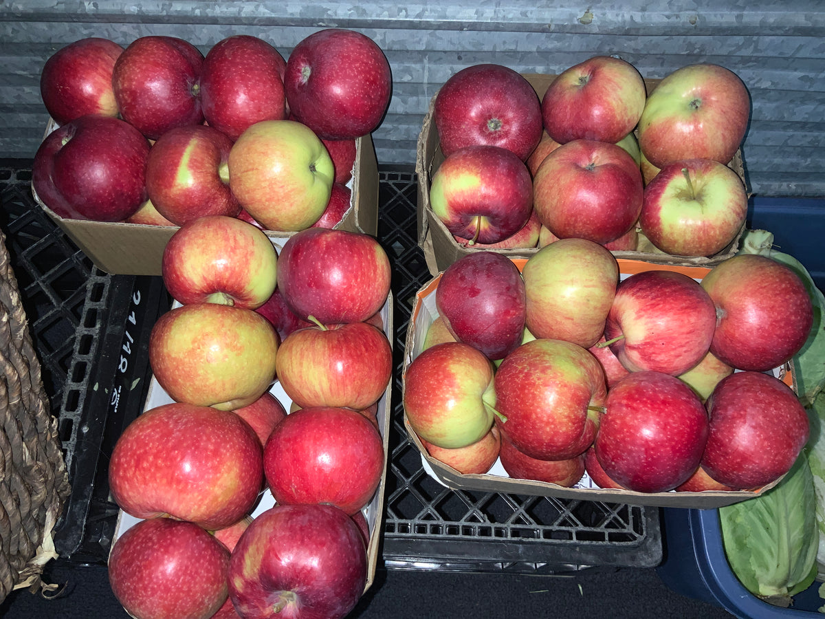 Botanicals On 8th - September Red Apples