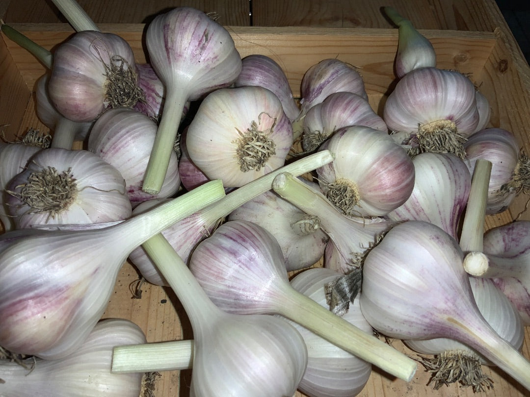 Touchwood Farms - Fresh Garlic - Italian
