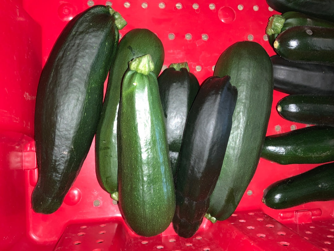 Floating Gardens - Large Zucchini