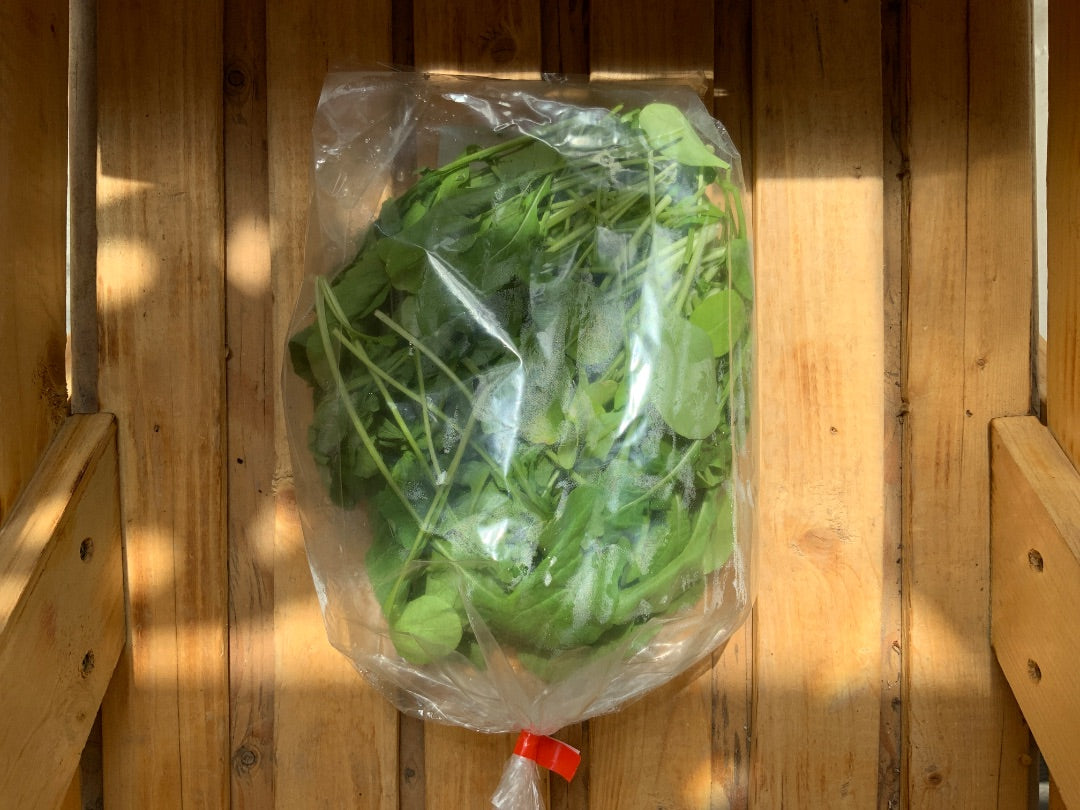 Floating Gardens - Arugula - 55g