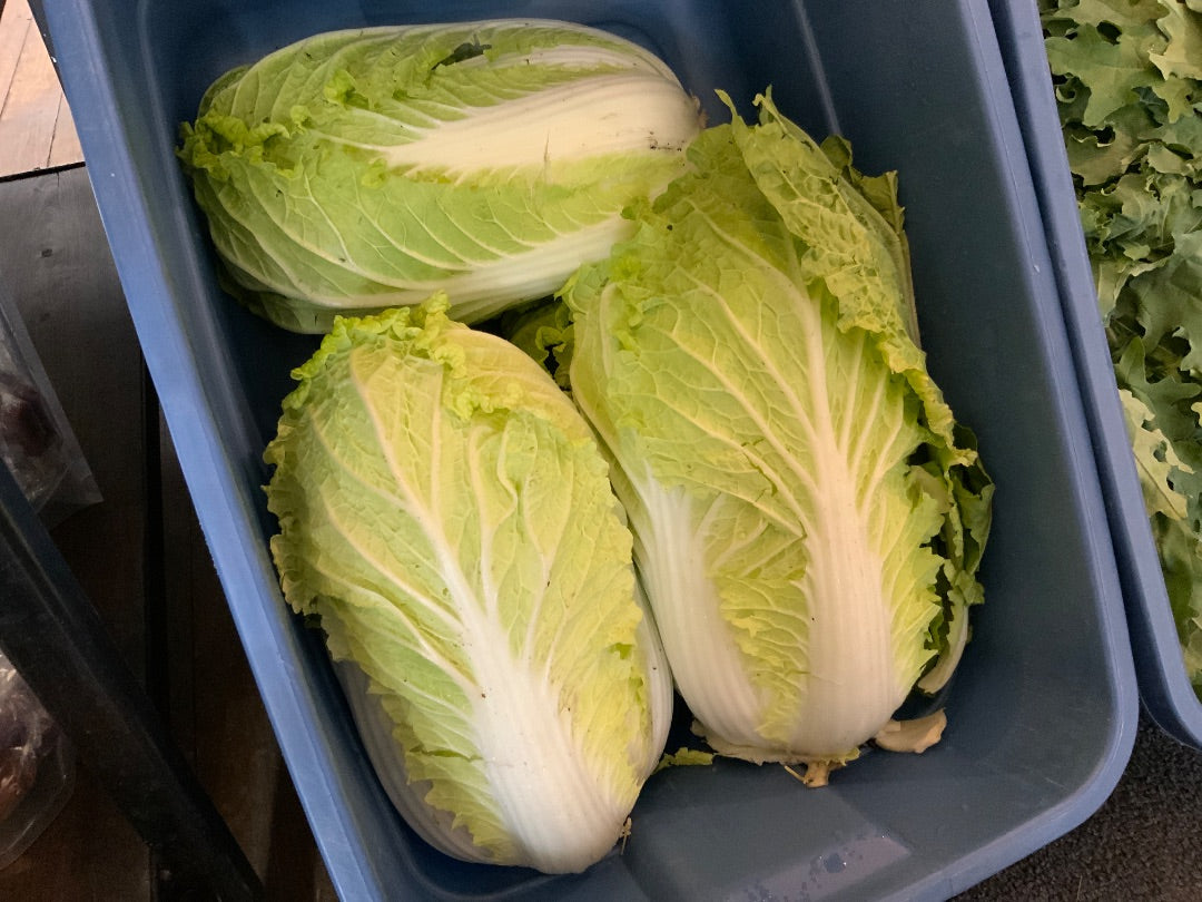 Chep - Napa Cabbage - Large