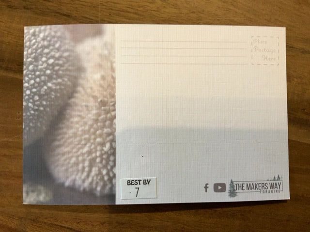Brian's Mushrooms - Postcard 7