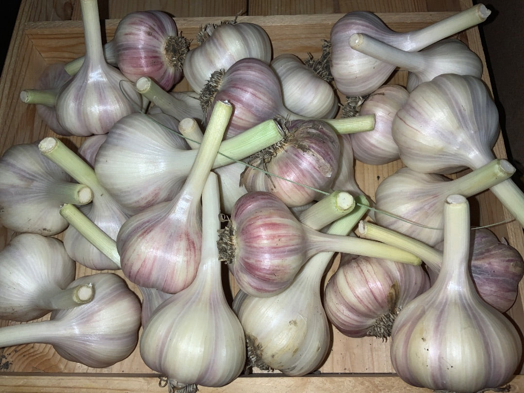 Touchwood Farms - Fresh Garlic - Russian Red (Single)