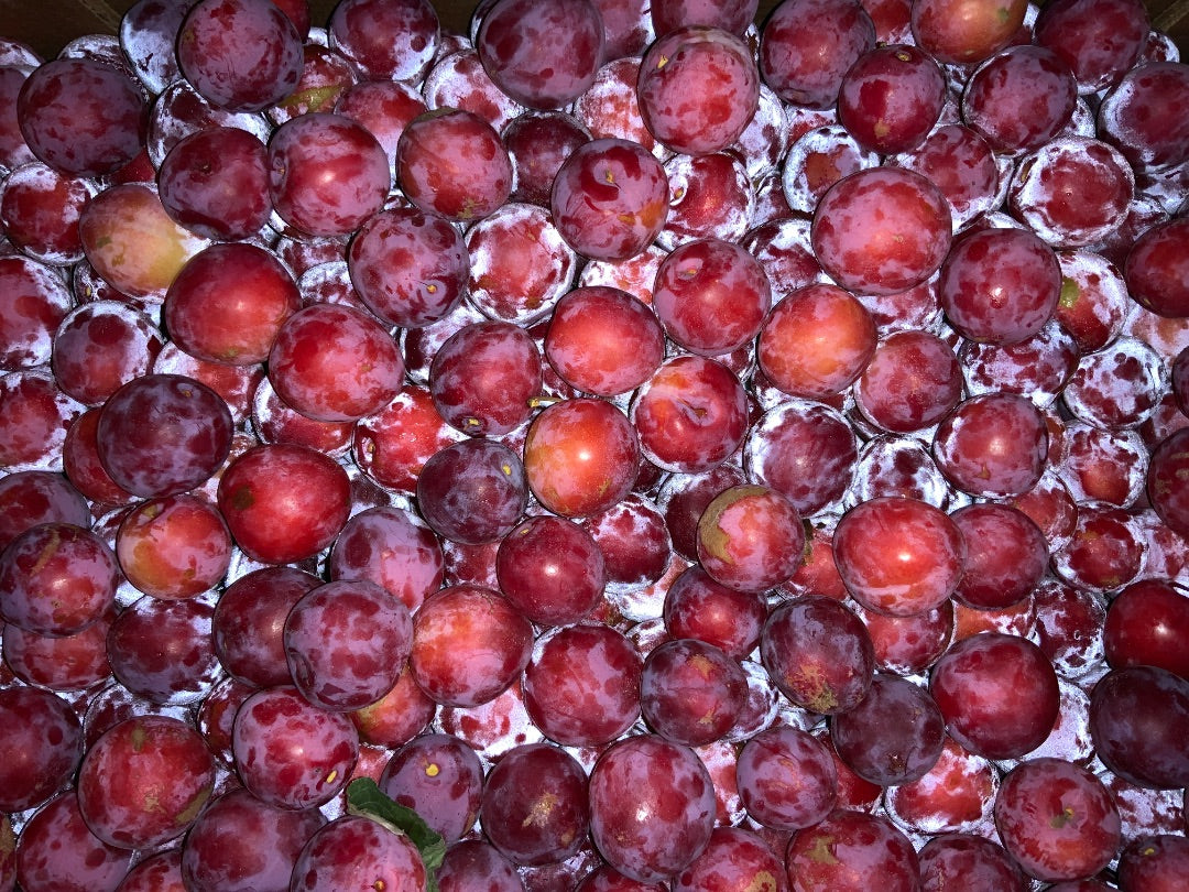 Stolz Farm - Pembina Plums - Half Kilo