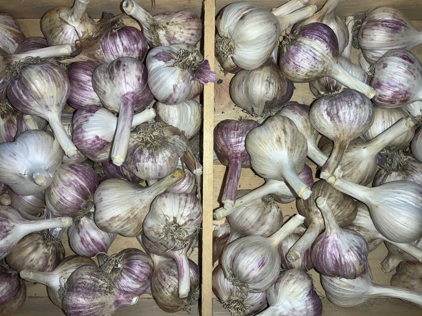 Touchwood Farms - Cured Garlic - Rocambole (single)