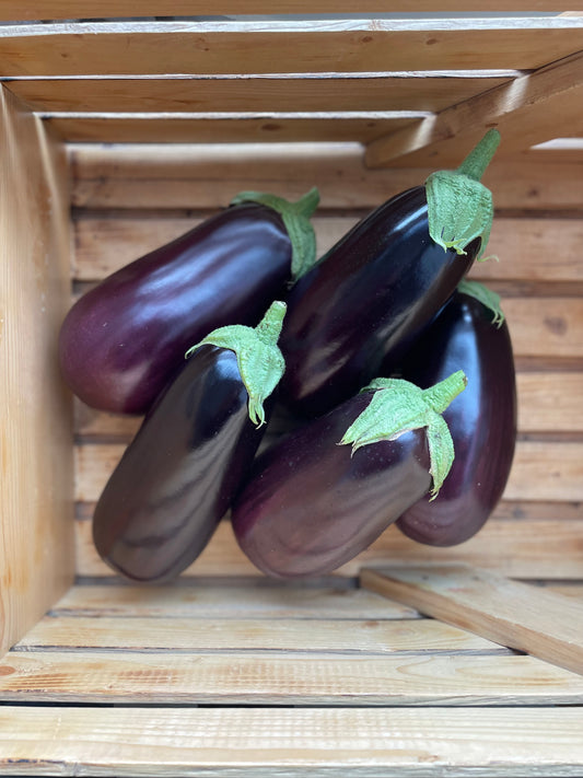 Floating Gardens - Eggplant - Single
