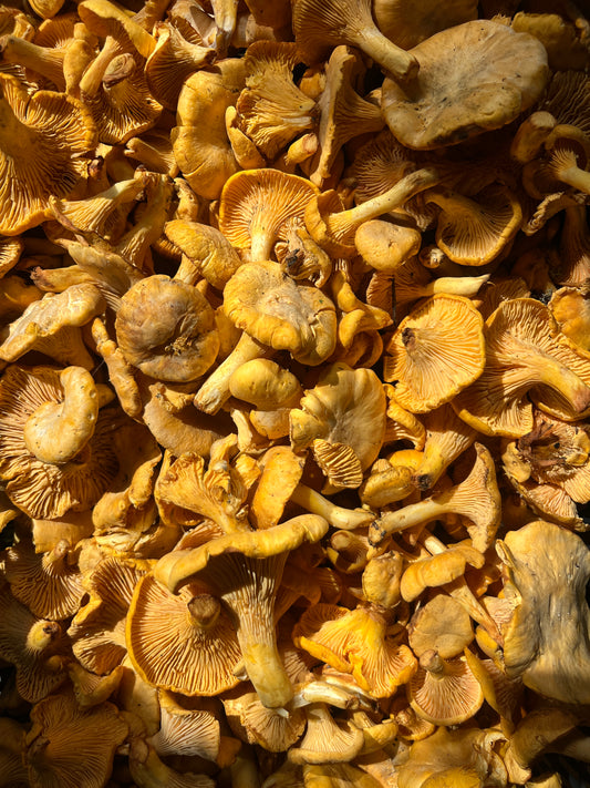 Brian's Mushrooms & More - Fresh Chanterelle Mushrooms - 100g