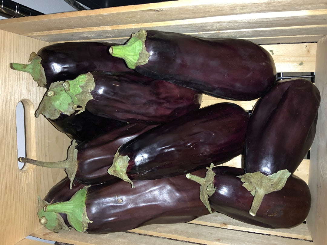 Floating Gardens - Eggplant Sale