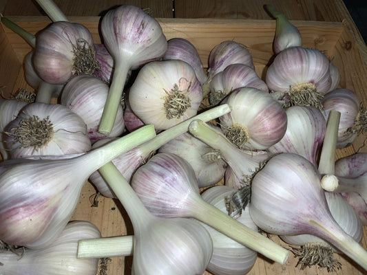 Touchwood Farms - Fresh Garlic - Italian