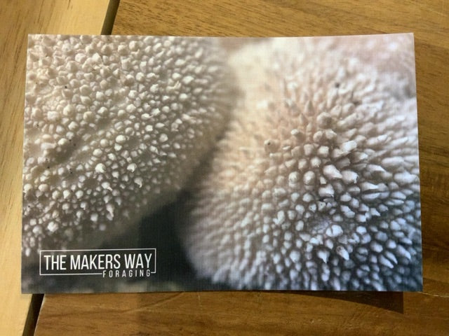 Brian's Mushrooms - Postcard 7