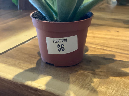Plant Van - 6