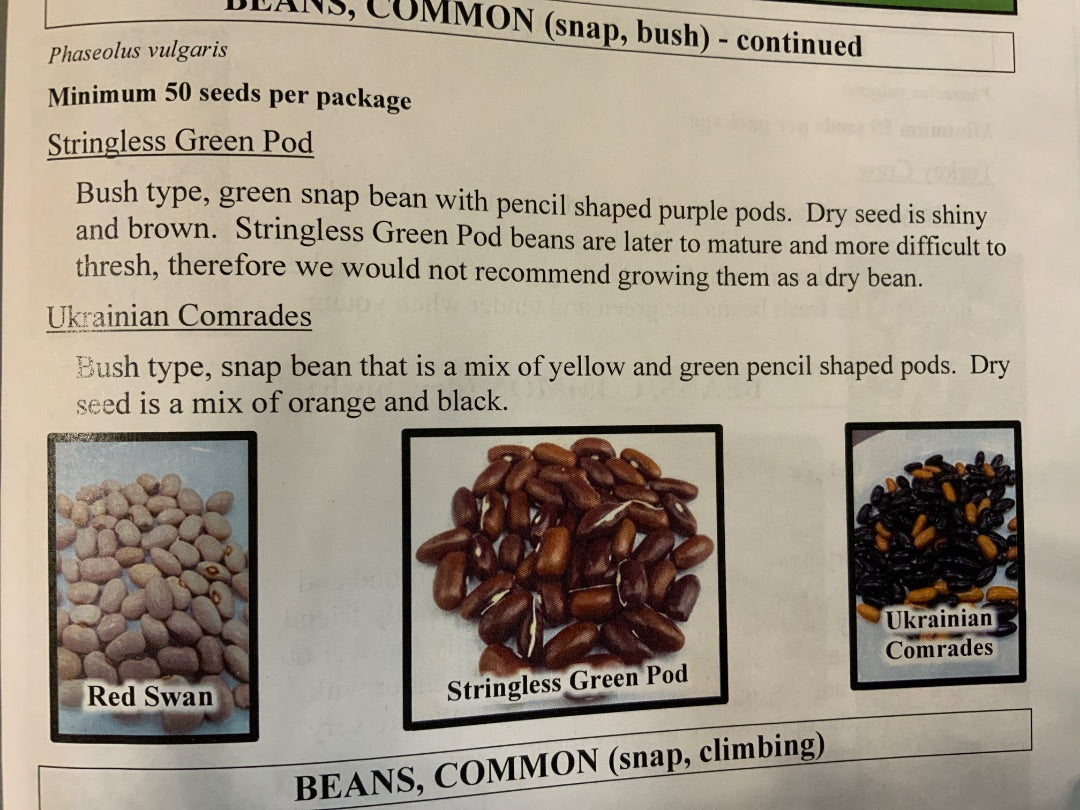 Ava’s Seeds - Beans (Green, Snap, Bush)