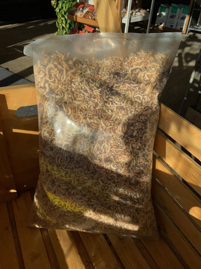 Wild Rice Guys - Puffed - Plain