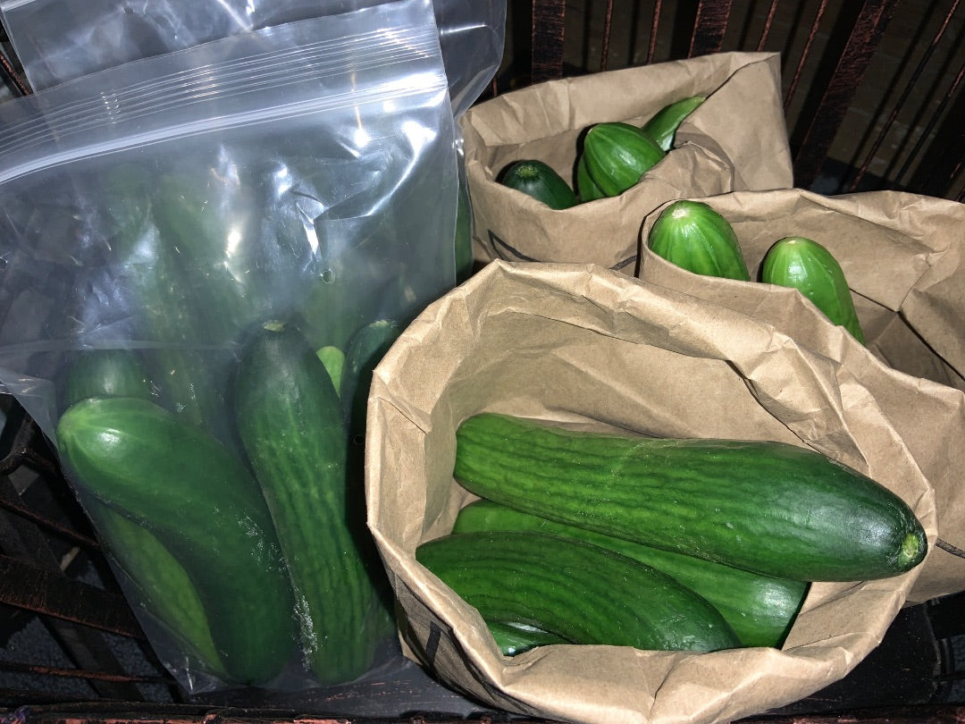 Floating Gardens - Cucumber - Persian (1lb)