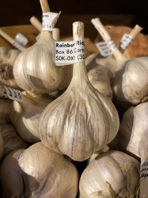 Rainbow Ridge - Garlic