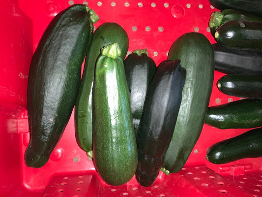 Floating Gardens - Large Zucchini
