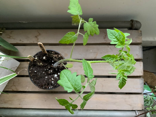 The Vine & Table - Sweet Million Cherry Tomato
