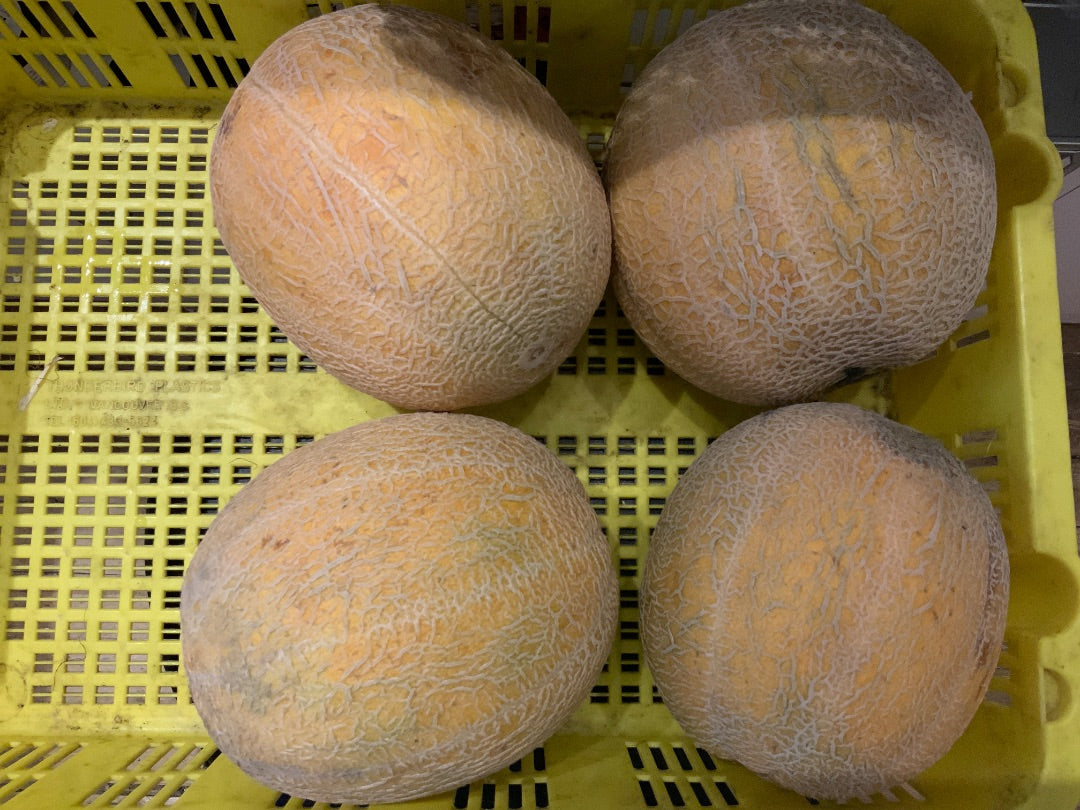 Cooks Country Farm - Medium Canteloupe