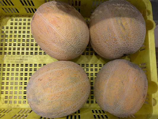 Cooks Country Farm - Medium Canteloupe