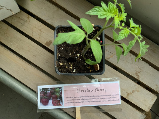 The Vine & Table - Chocolate Cherry Tomato Seedlings
