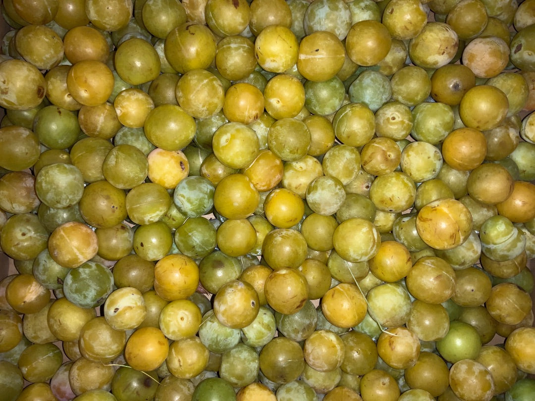 Stolz Farm - Early Gold Plums - Half Kilo