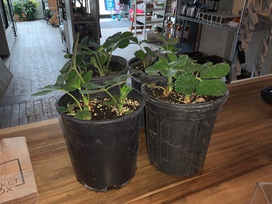 Cooks Country Farm - Strawberry Plant