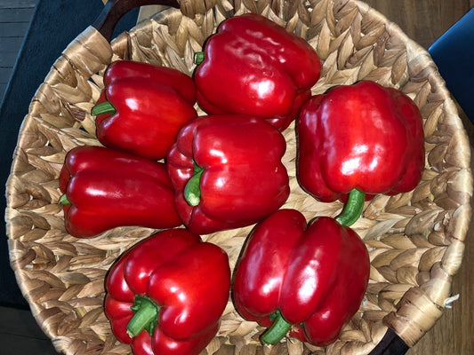 Floating Gardens - Single Bell Peppers - Large