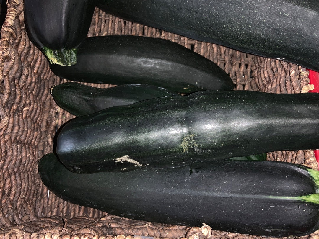 Floating Gardens - XL Zucchini