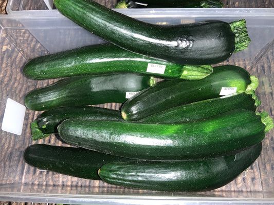 Floating Gardens - Medium Zucchini