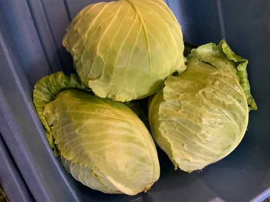 Chep - Green Cabbage - Large