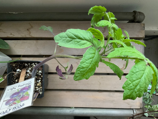 The Vine & Table - Indigo Rose Tomato Seedlings