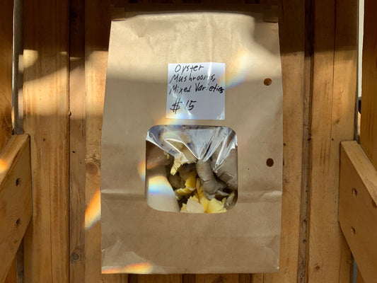 Brian's Mushrooms & More - Mixed Oyster Mushrooms