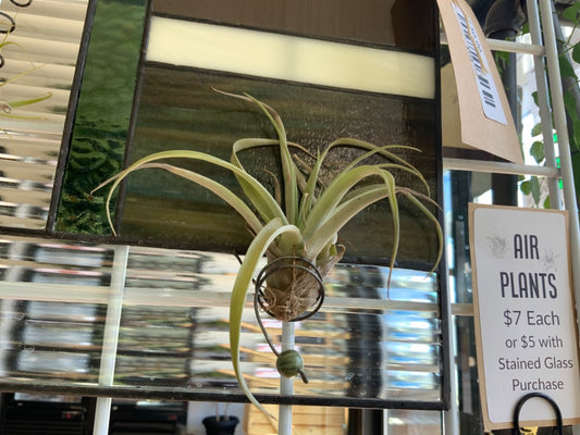 Plant Van - Air Plant - 7