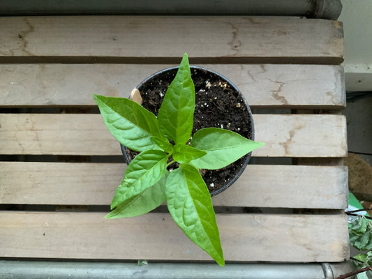 The Vine & Table - Hot Hungarian Wax Pepper Seedlings