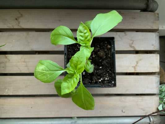 The Vine & Table - Cinnamon Basil seedling