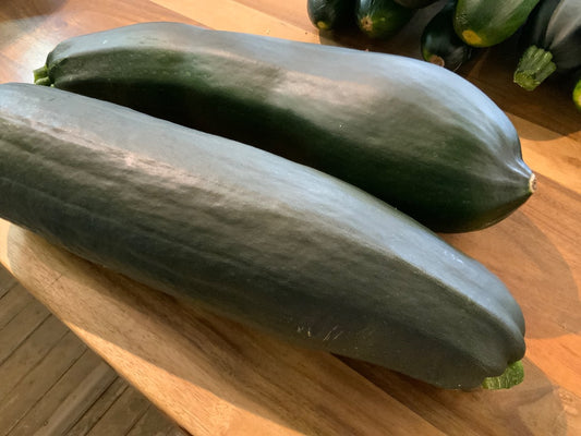Floating Gardens - XXL Zucchini (Small Child Size!)
