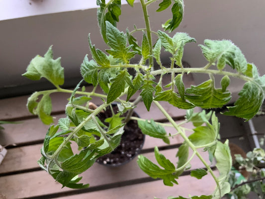The Vine & Table - Lemon Gold Cherry Tomato Seedlings