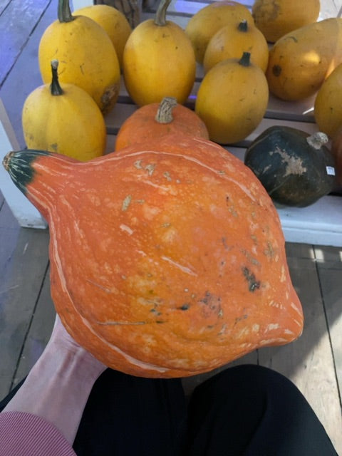 Rainbow Ridge - Squash