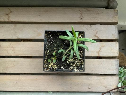 The Vine & Table - Rosemary Seedling
