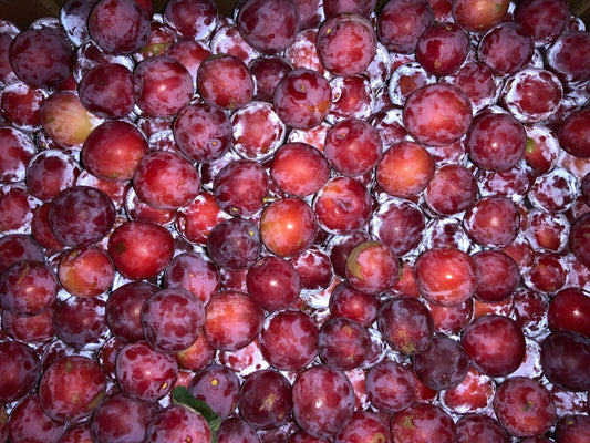 Stolz Farm - Pembina Plums - Half Kilo